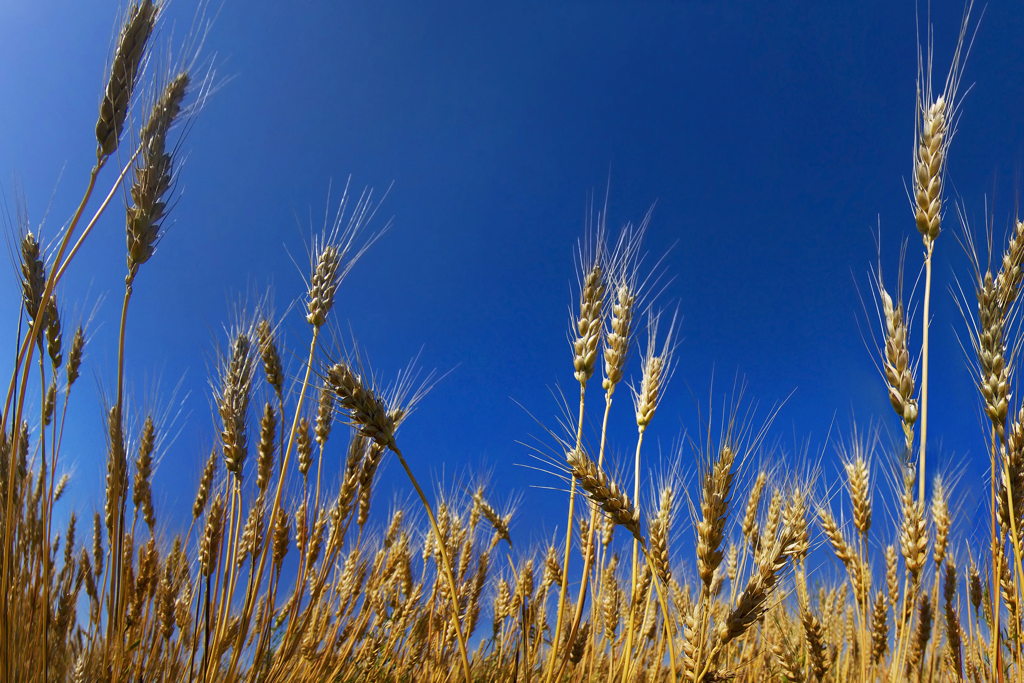 Wheat field against clear blue sky view Wheat field against clear blue sky view