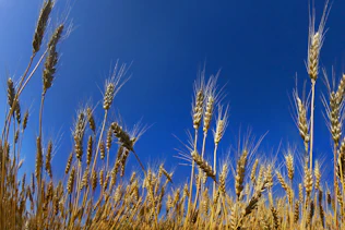Wheat field against clear blue sky view Wheat field against clear blue sky view