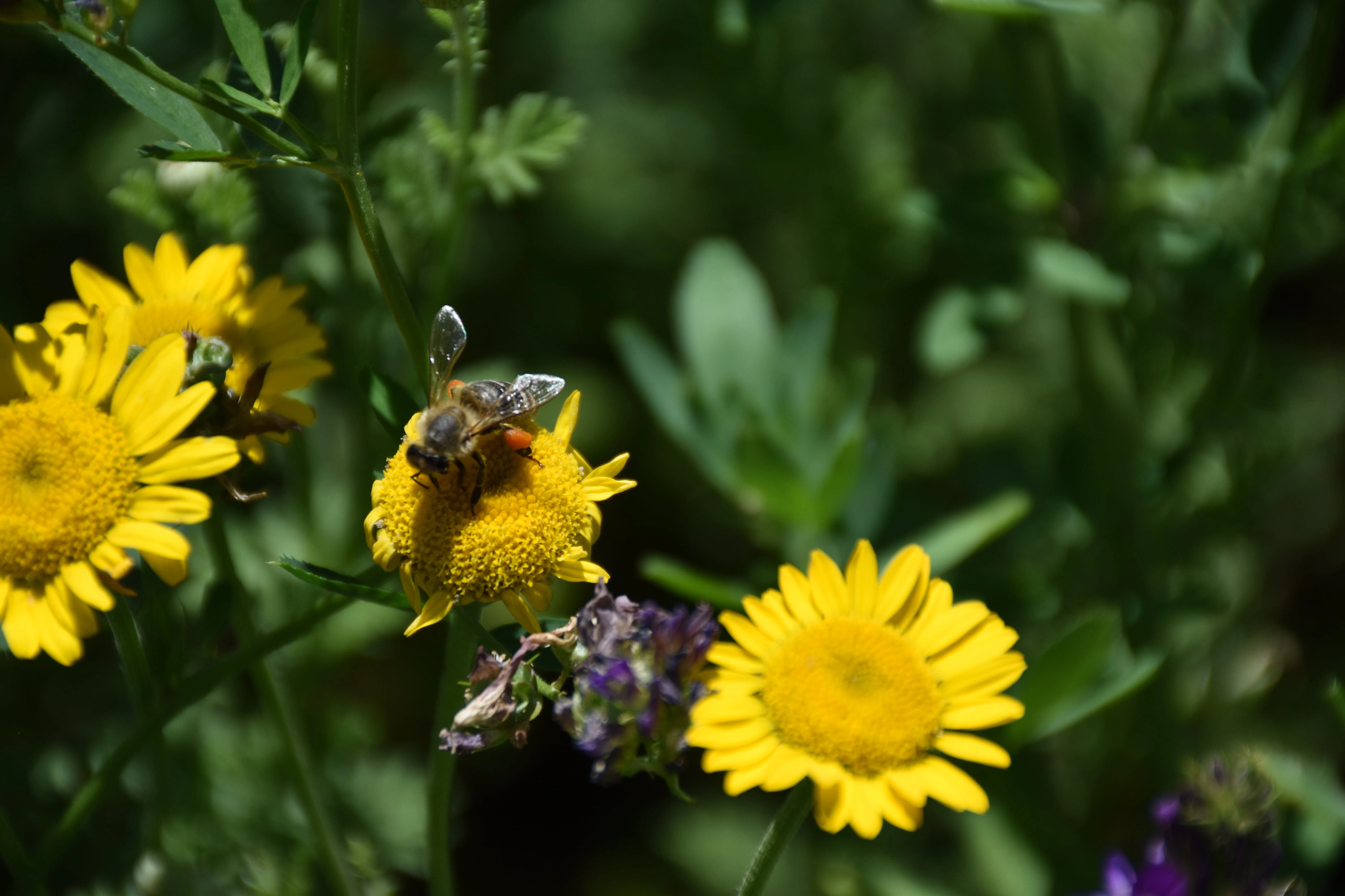 Bee on flower Bee on yellow flower