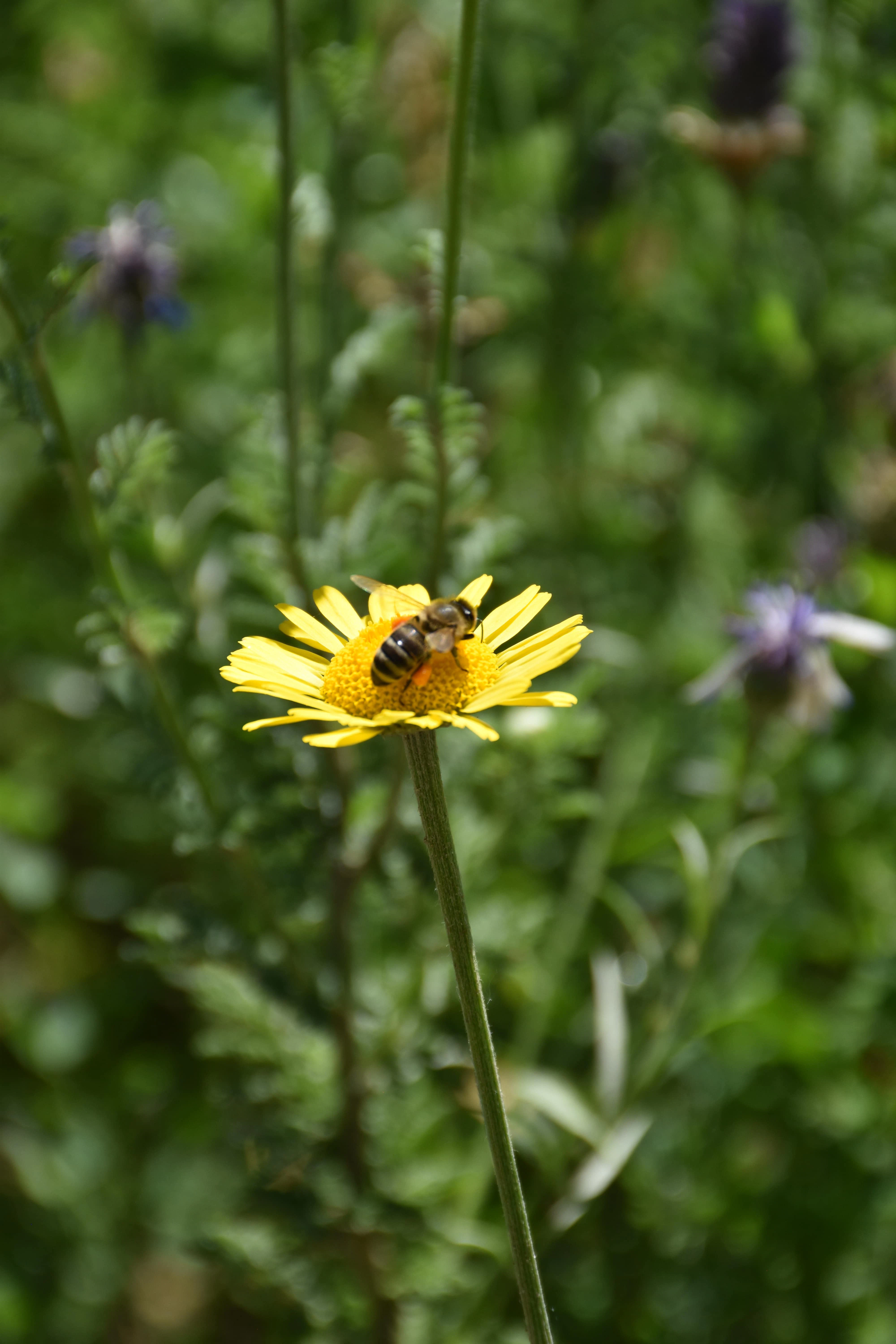 Bee on flower Bee on yellow flower
