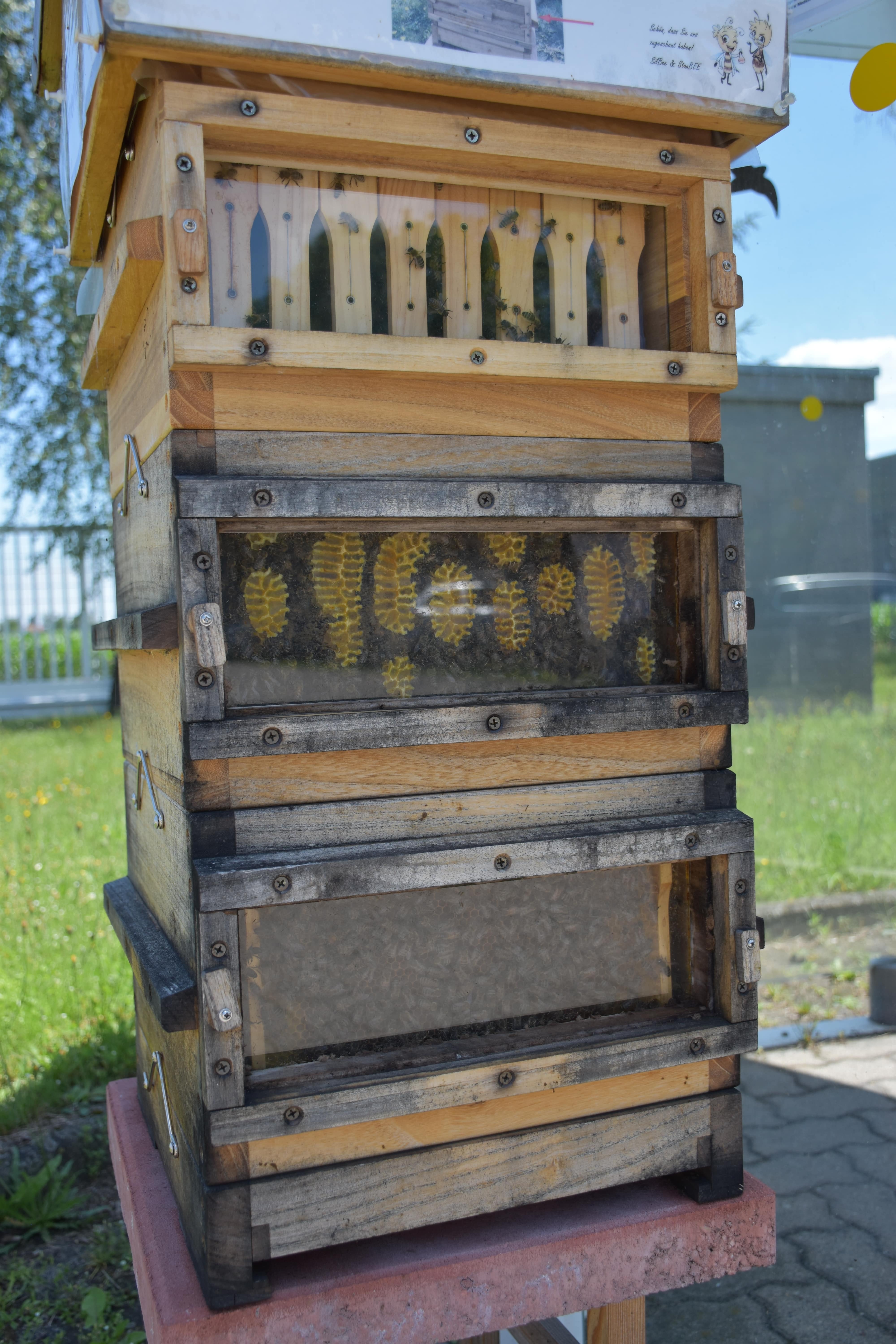 Das Bienenprojekt Bei STAUB CO SILBERMANN GmbH das-bienenprojekt-bei-staub-co-silbermann-gmbh