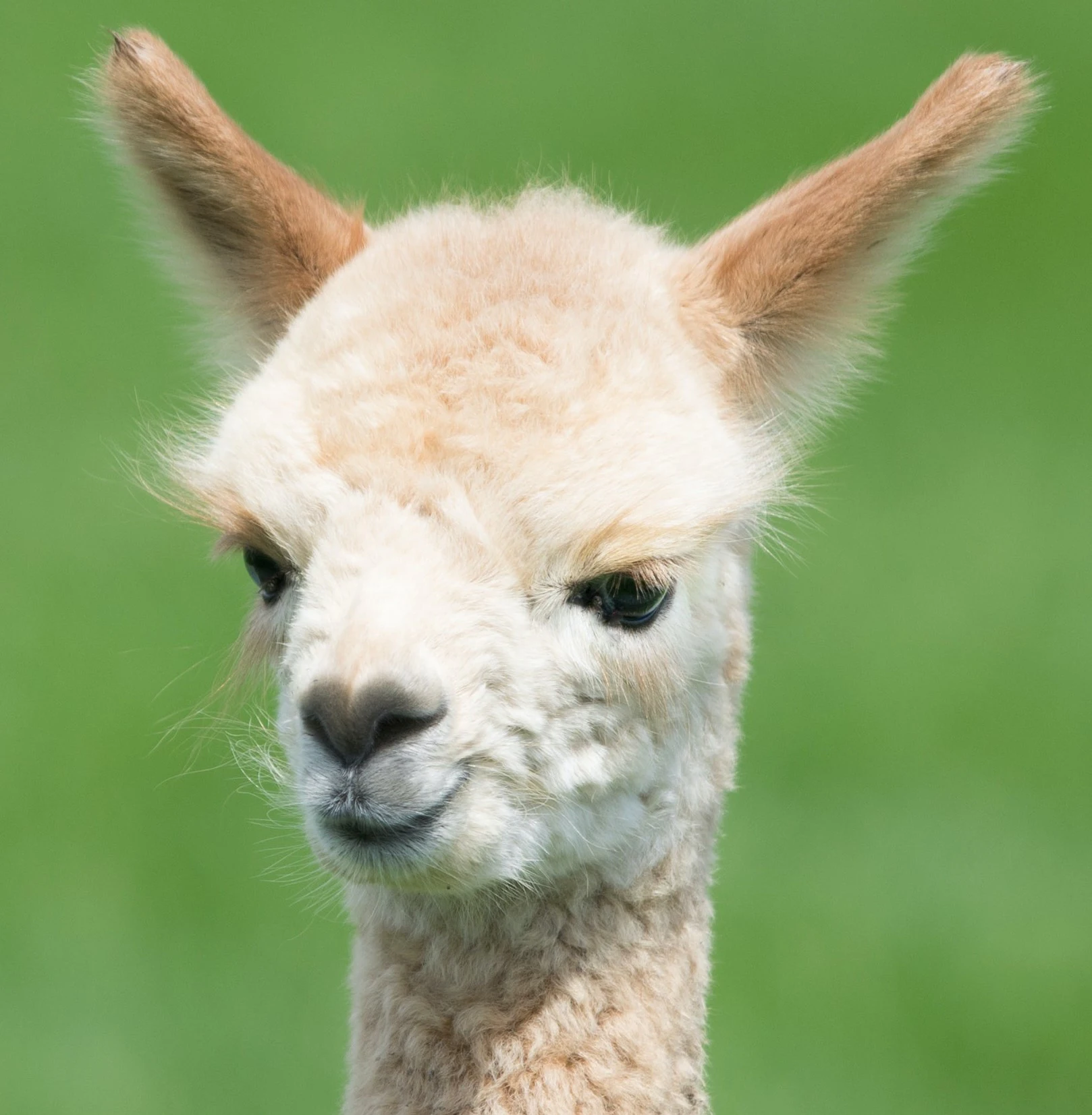 Alpaca A young alpaca animal stands curiously on a lush green meadow.
