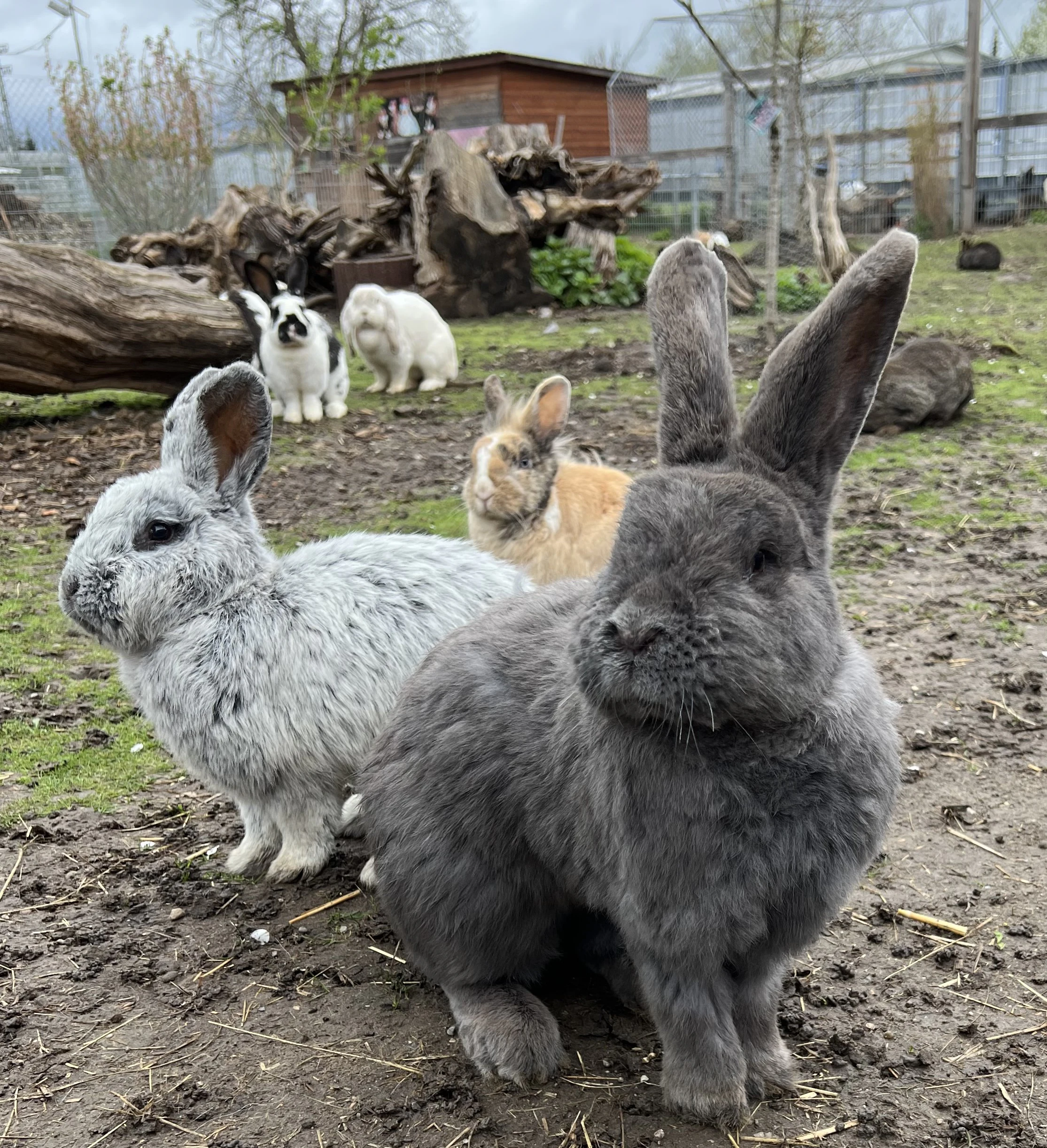 Bunny Three bunnies of different colors are sitting outside.