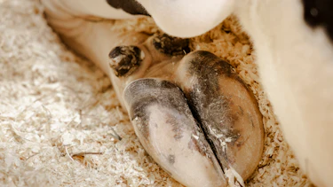hoof hygiene cow hoof hygiene
