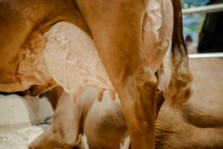 udder hygiene udder protection