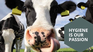Close-up of a cow in a meadow with ‘Hygiene is our Passion’ visual Close-up of a cow in a meadow with ‘Hygiene is our Passion’ visual