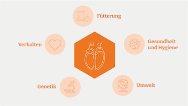 hoof hygiene deutsch hoof hygiene deutsch