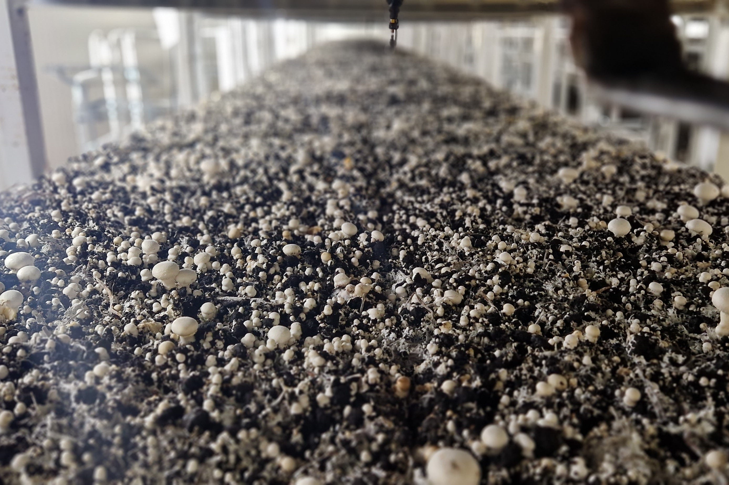 Spawning and growth – Phase III Spawning and growth – Phase III