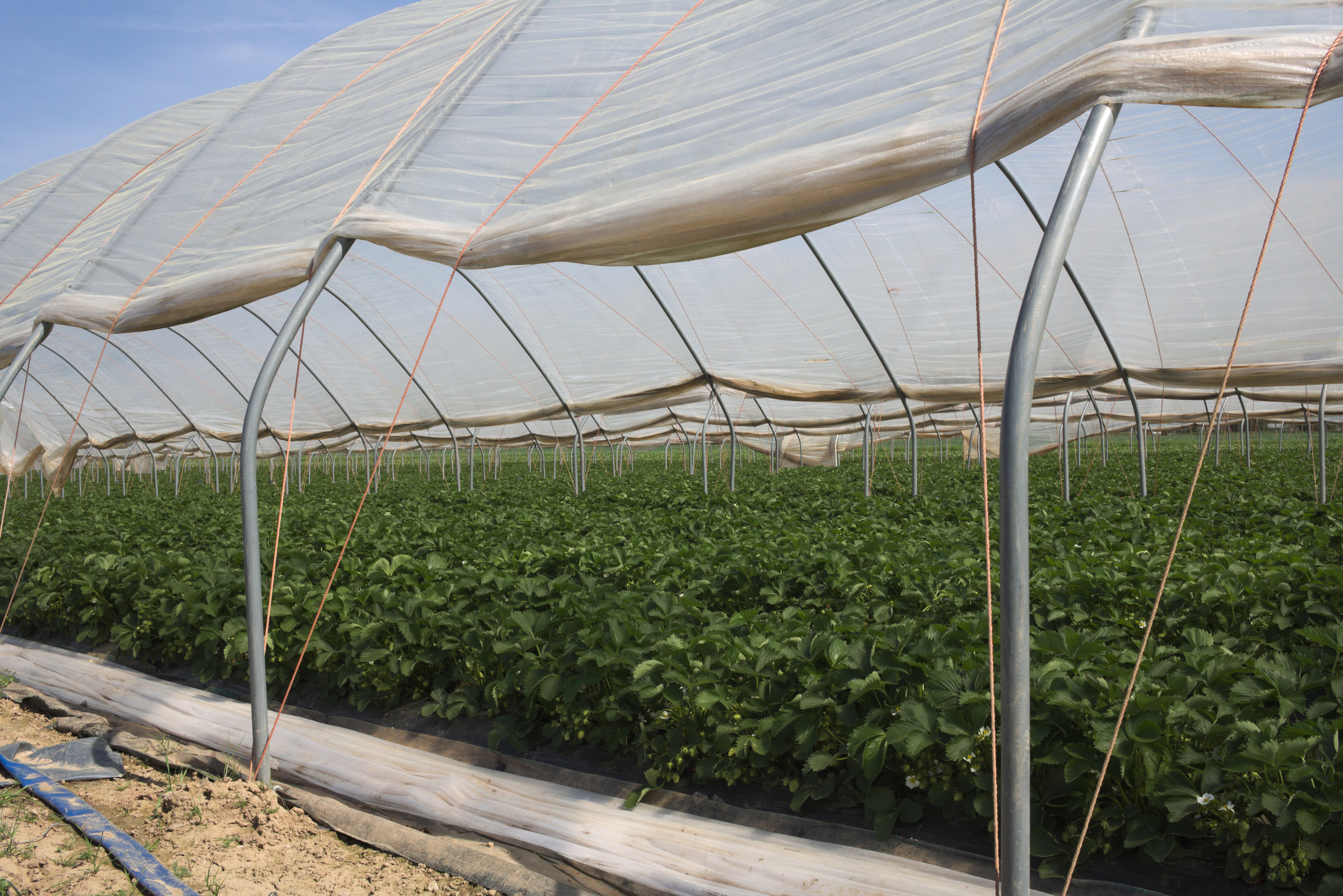 Foil tunnel greenhouse with strawberries Foil tunnel greenhouse with strawberries