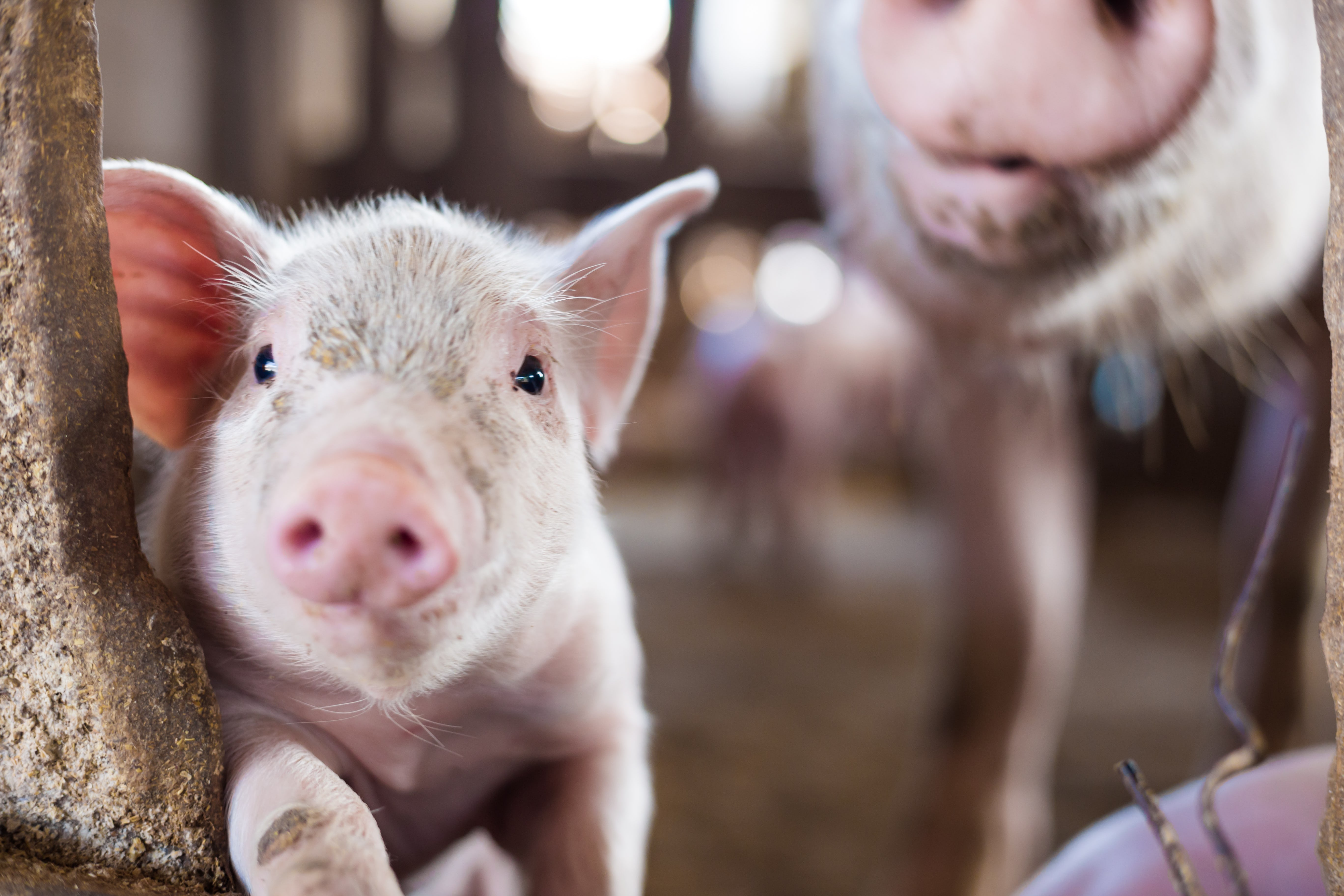Pig farming Pig farming
