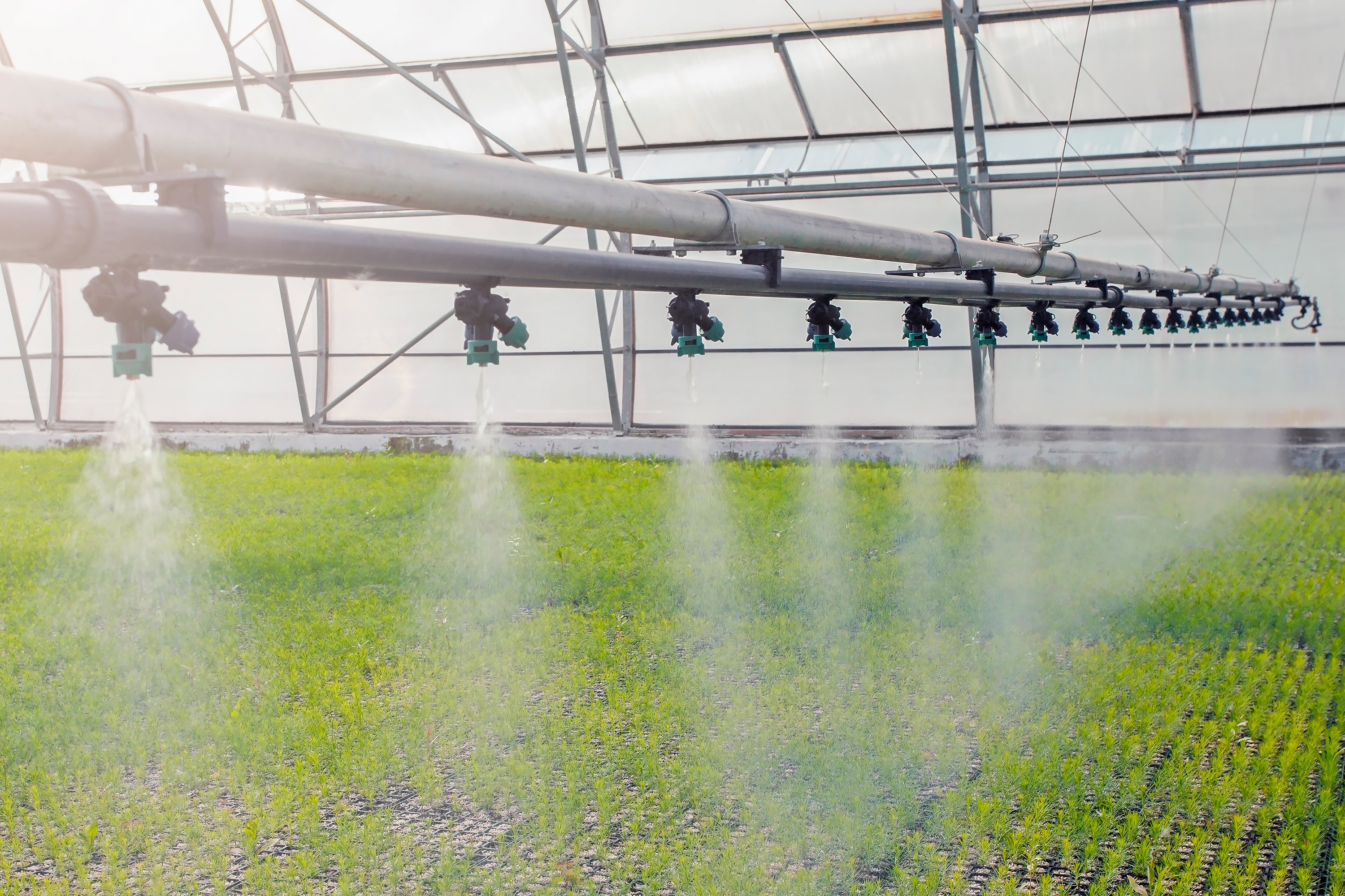 A machine in the greenhouse sprays water on plants for optimum conditions A machine in the greenhouse sprays water on plants for optimum conditions