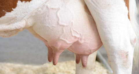 Udder Udder of a cow