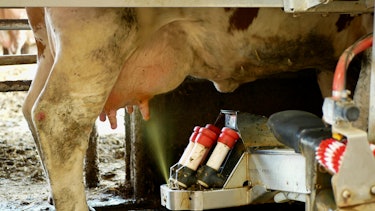 Udder spray-cleaning Udder spray-cleaning