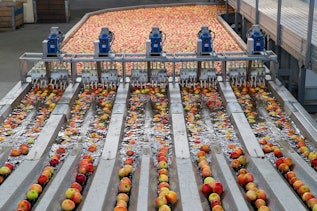 Apples Red apples in an industrial machine.