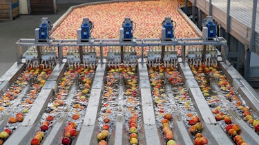 Red apples sorted and washed at an industrial facility Red apples sorted and washed at an industrial facility