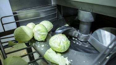 Photo of cut cabbage Photo of cut cabbage