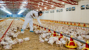 poultry farming barn poultry farming barn