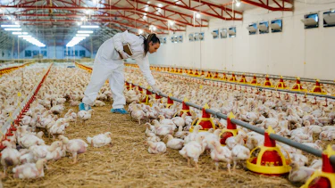 poultry farming barn poultry farming barn