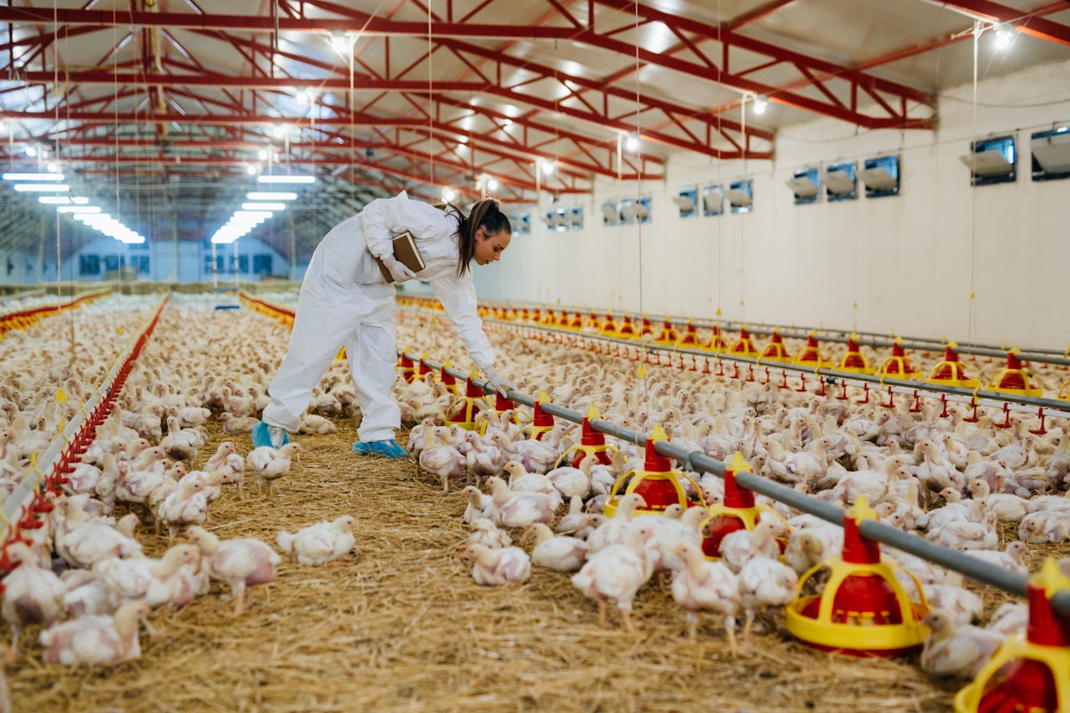 Farm Cleanliness Poultry Farming Cleaning | STOCKMEIER Cleaning Solutions