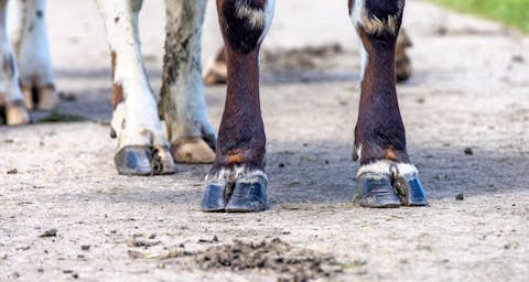 Klauenhygiene Klauenhygiene Bild