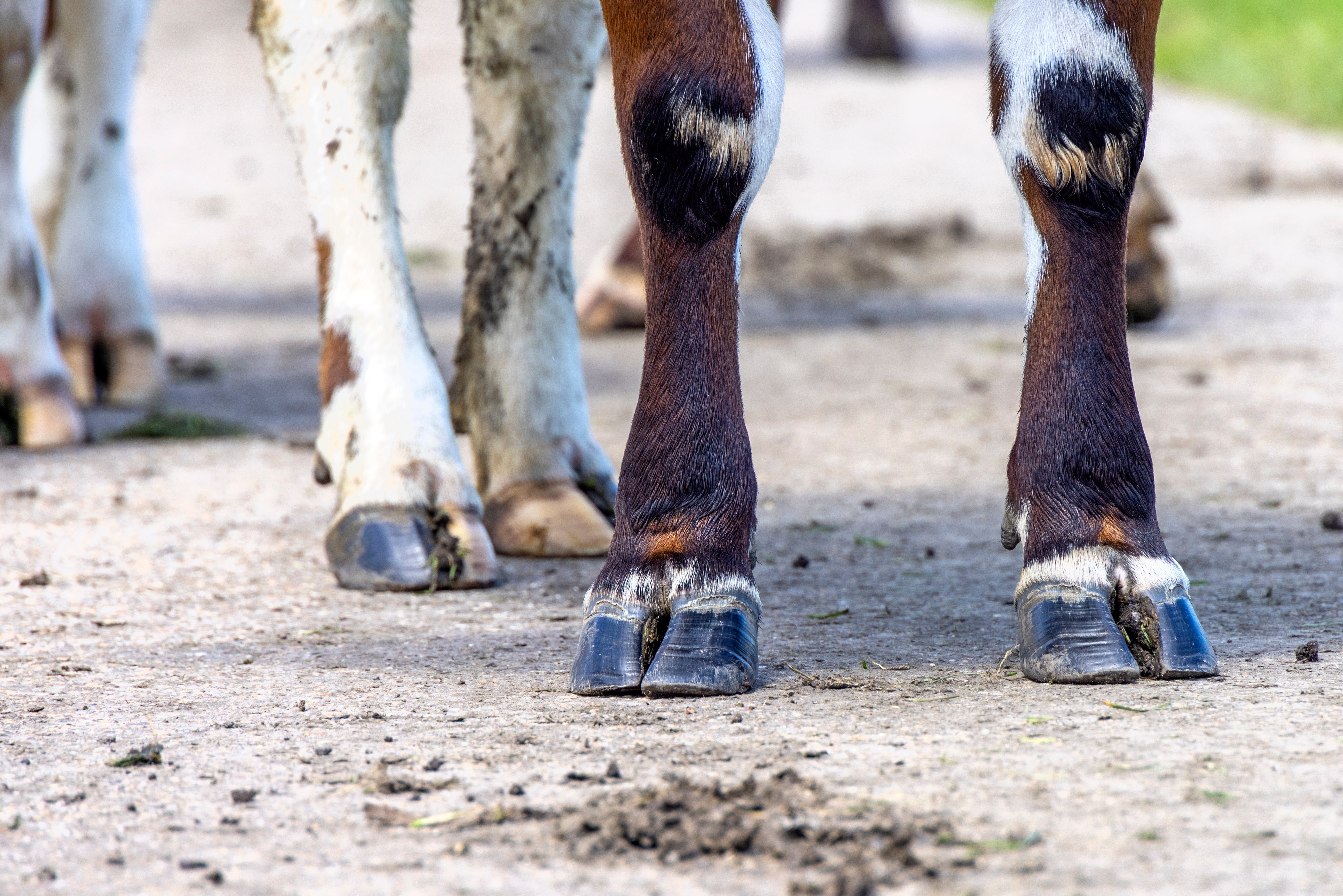 Hoof hygiene Hoof hygiene picture