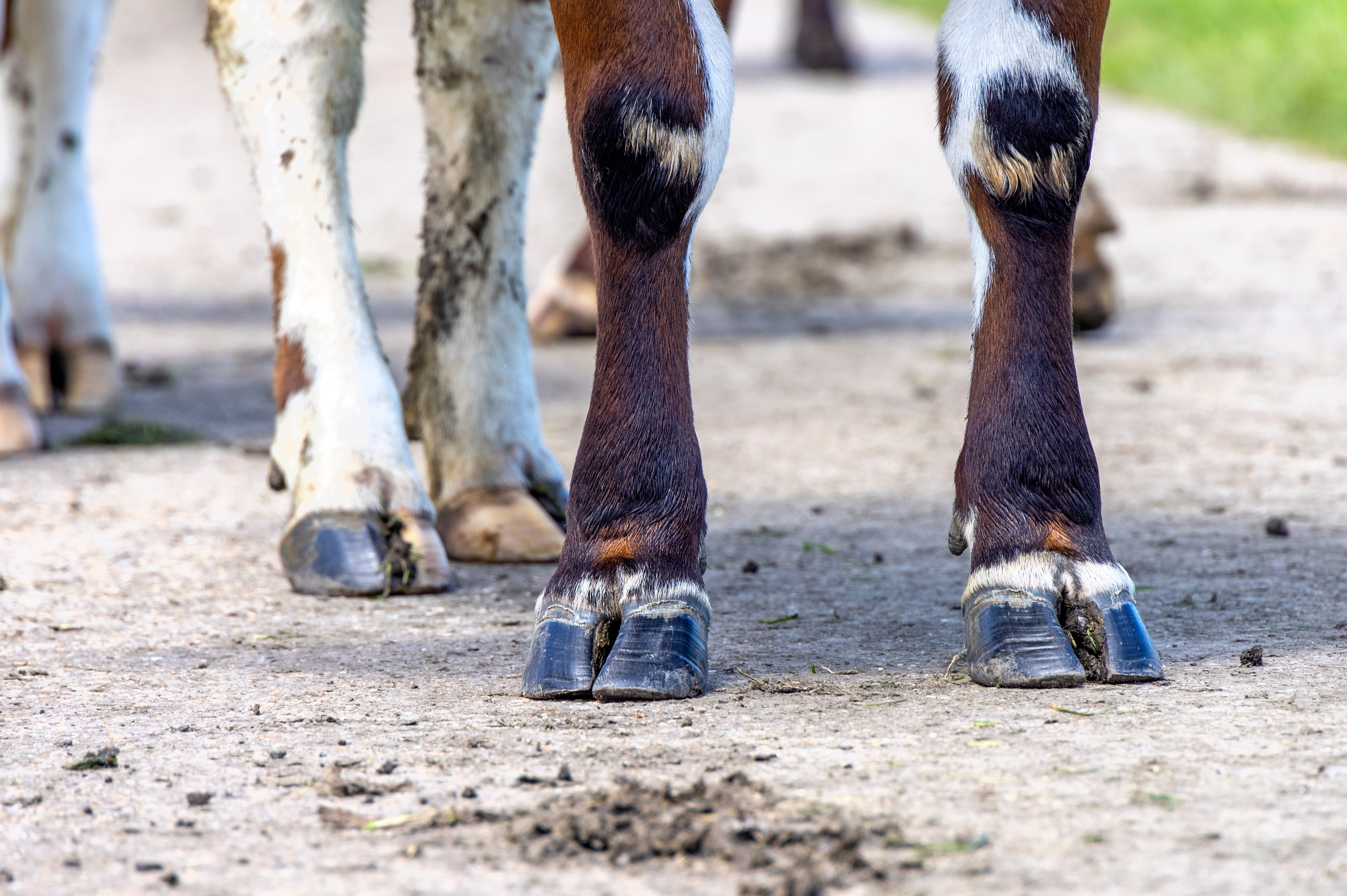 Klauenhygiene Klauenhygiene Bild