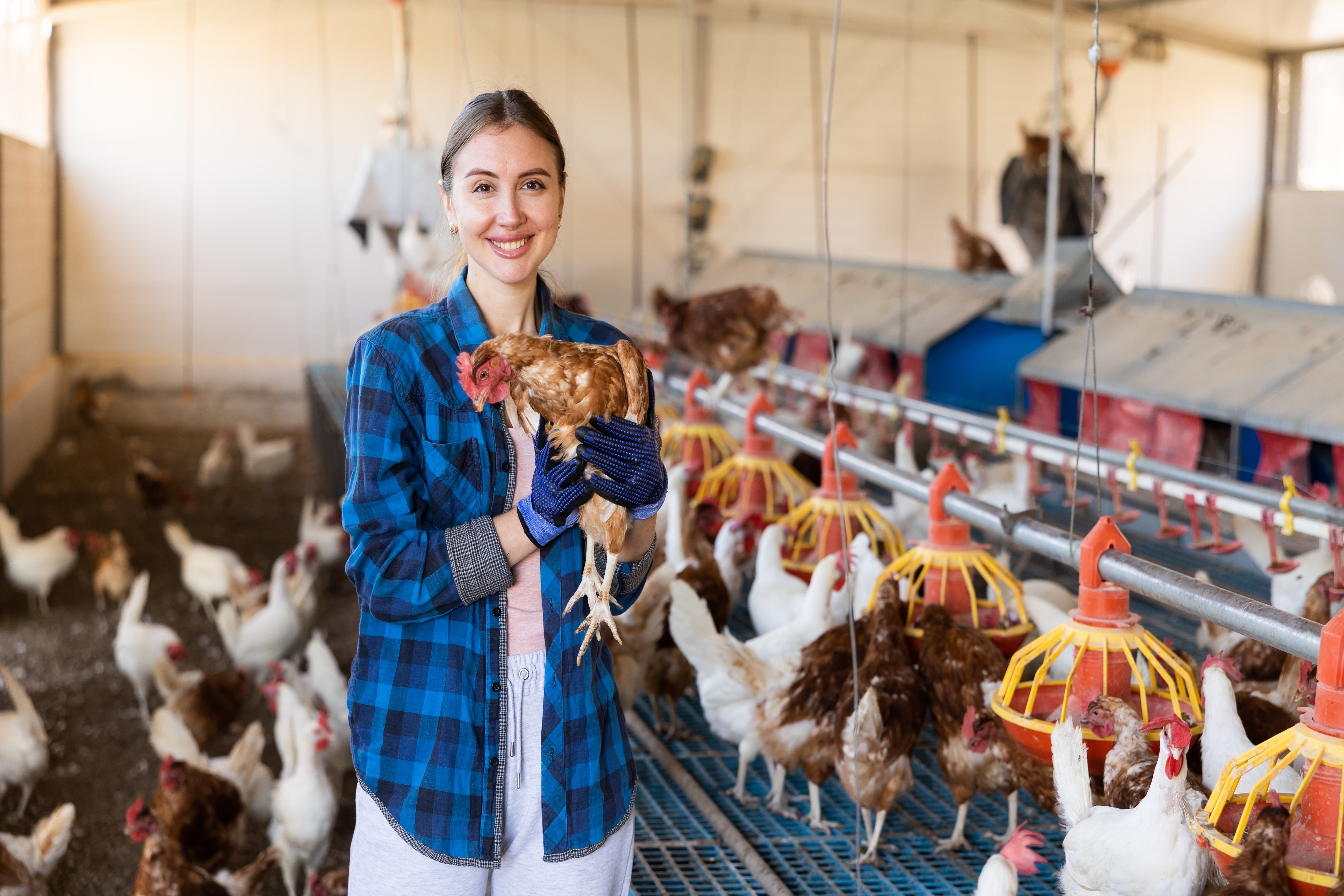 Female poultry farmer holding a laying hen in an indoor barn Female poultry farmer holding a laying hen in an indoor barn