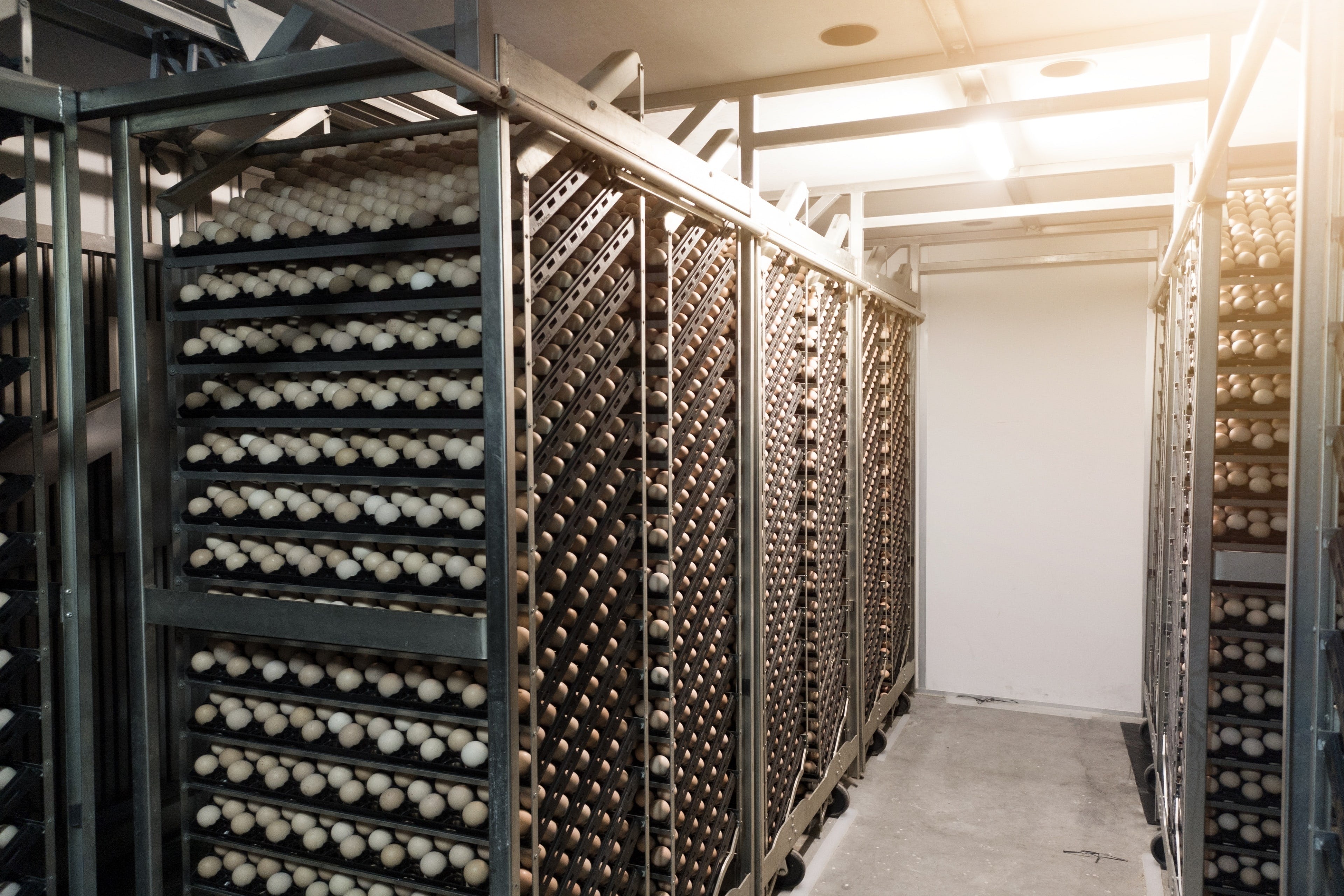 hatcheries hatcheries