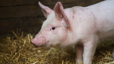 pig farming pig farming