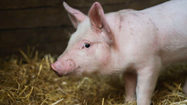 pig farming pig farming