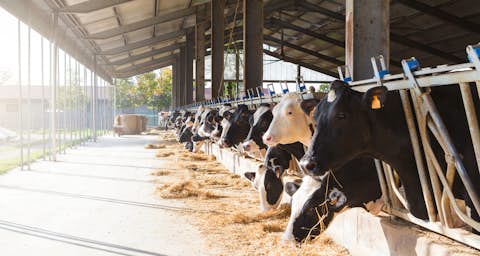 Black and white cows in large cowshed eating hay Black and white cows in large cowshed eating hay