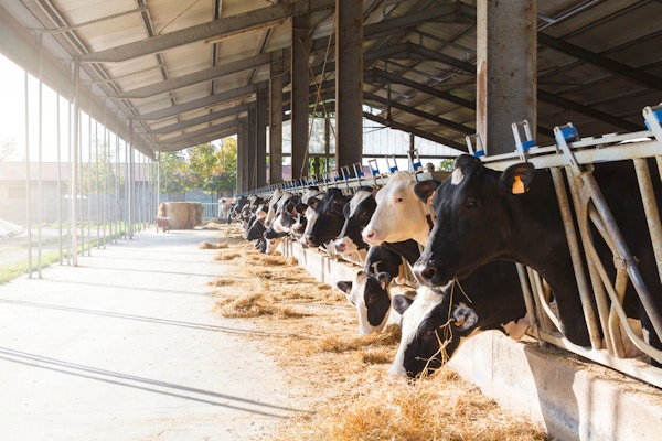 Black and white cows in large cowshed eating hay Agra