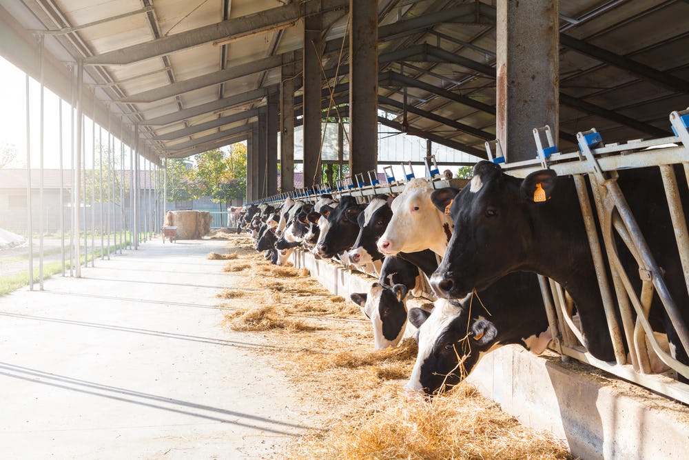 Black and white cows in large cowshed eating hay Black and white cows in large cowshed eating hay