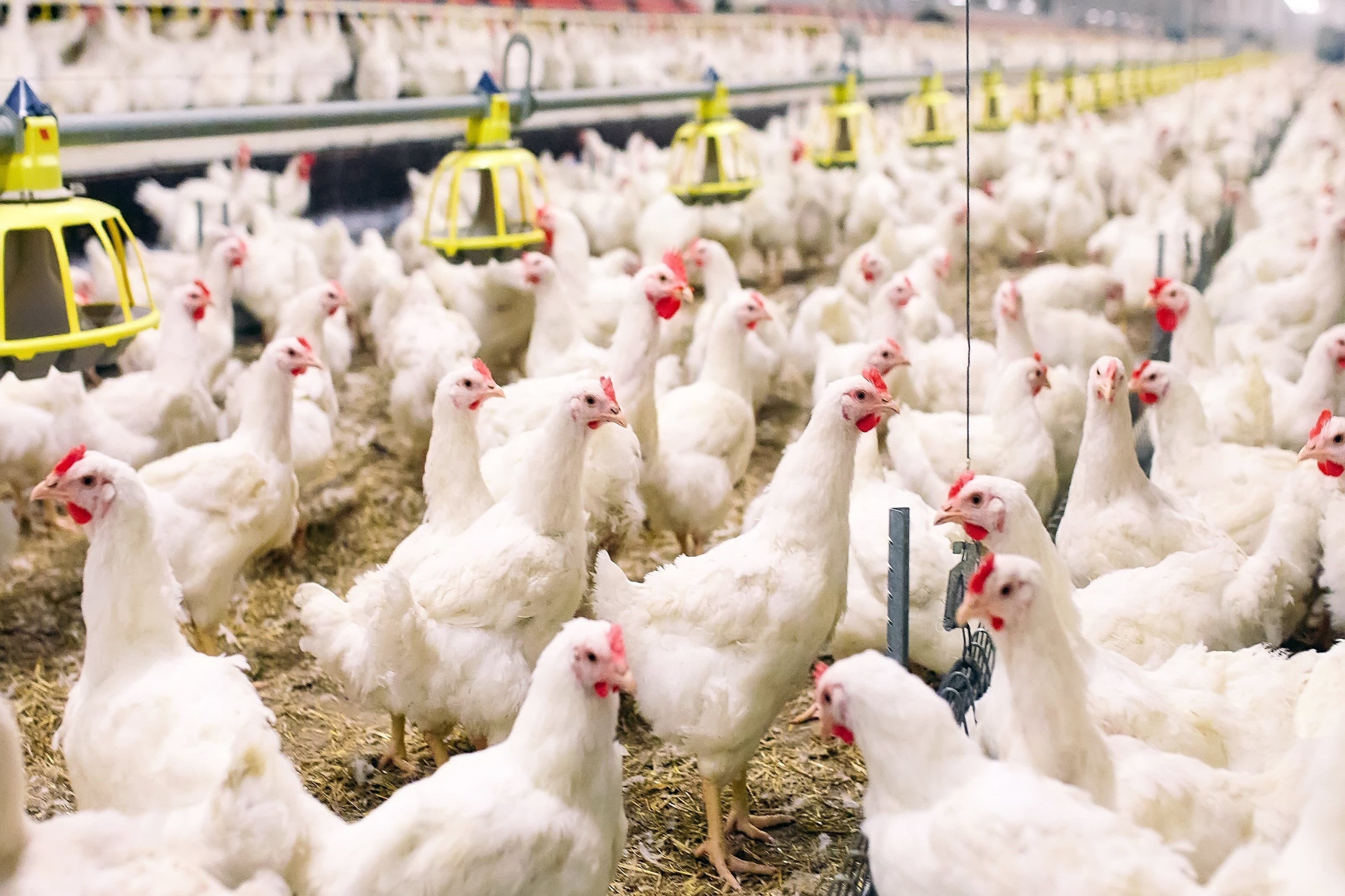 Indoor chicken farm Indoor chicken farm