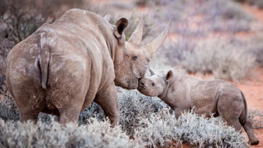 Two rhinos Two rhinos