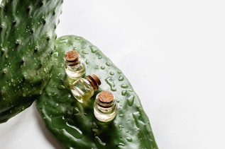 Opuntia extract Opuntia extract