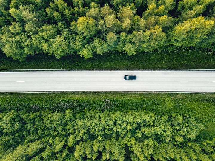 Green forest with a road and a car