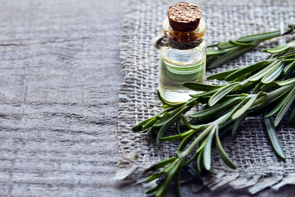 Rosemary essential oil in a glass bottle Rosemary essential oil in a glass bottle