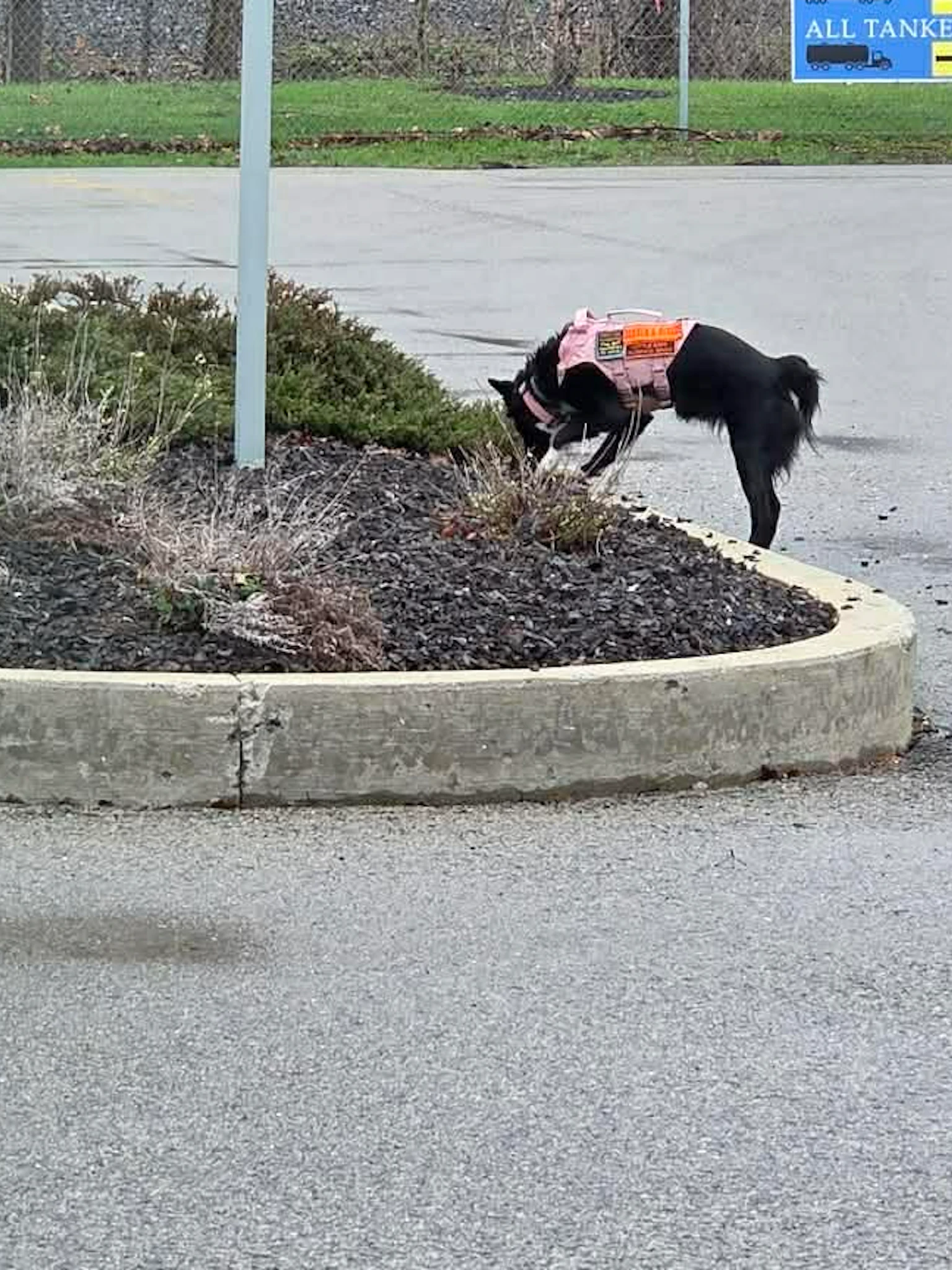 Kayla Tossone mit einem Polizeihund, der nach einem Gegenstand sucht Kayla Tossone mit einem Polizeihund, der bei einer Vorführung bei STOCKMEIER Urethanes unter einem Busch nach einem Gegenstand sucht
