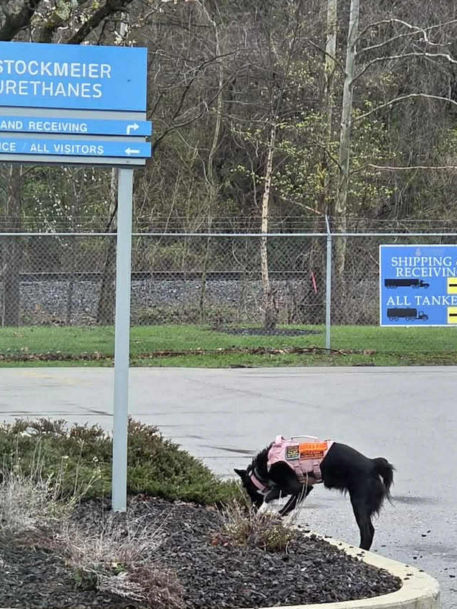Kayla Tossone with a K9 who is searching for an object Kayla Tossone with a K9 who is searching for an object under a bush during a demonstration at STOCKMEIER Urethanes