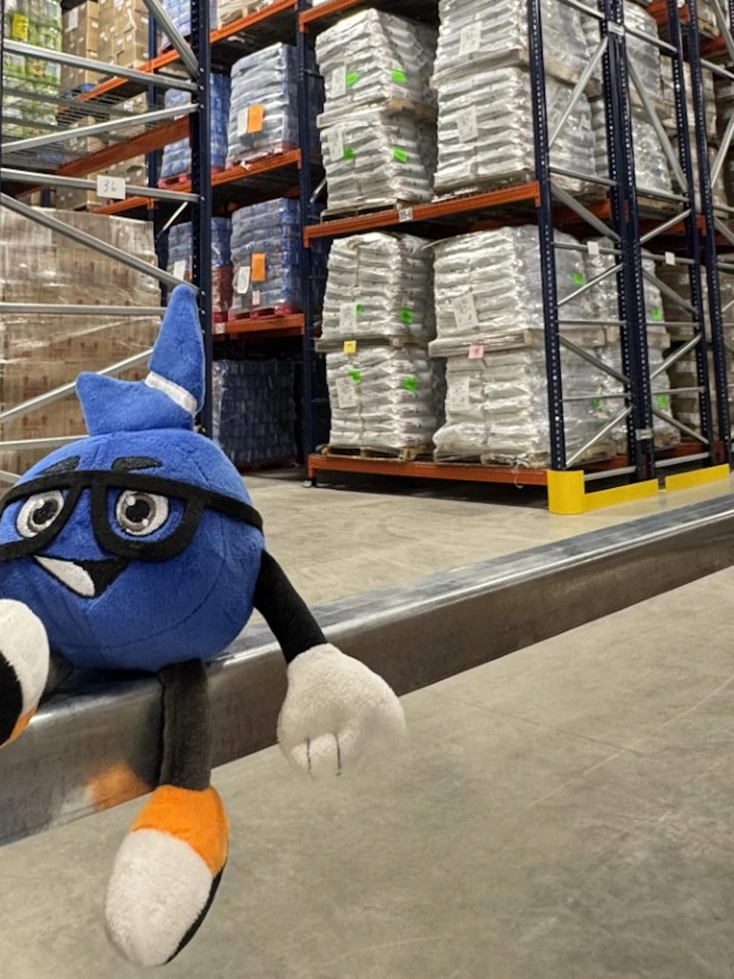 Stobi in the Mountaineer Food Bank warehouse Stobi in the Mountaineer Food Bank warehouse sitting on a shelf with food products